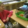 minizoo