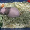 minizoo