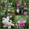 Orchideje a motýli