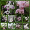 Orchideje a motýli