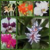 Orchideje a motýli