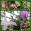 Orchideje a motýli