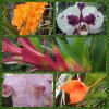 Orchideje a motýli