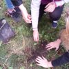 Krokus